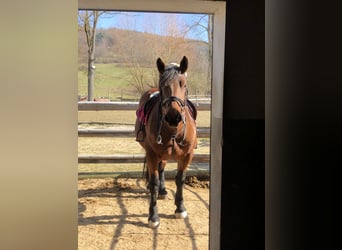 South German Coldblood, Mare, 8 years, 16 hh, Brown