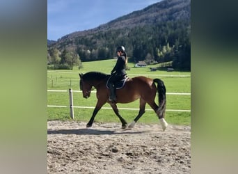 South German Coldblood, Mare, 9 years, 16.2 hh, Brown