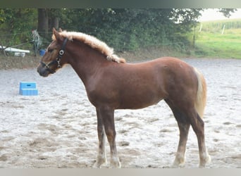 Süddeutsches Kaltblut, Stute, Fohlen (05/2024), 16 hh, Dunkelfuchs