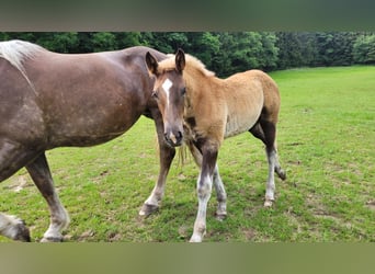 South German Coldblood, Mare, Foal (02/2024), Chestnut