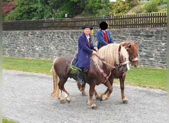 South German Coldblood, Stallion, 12 years, 16.1 hh, Chestnut-Red