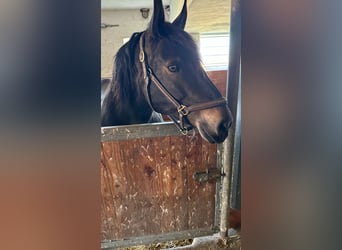 South German Coldblood, Stallion, 12 years, 16 hh, Black