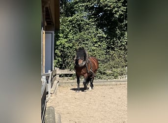 South German Coldblood, Stallion, 12 years, 16 hh, Brown
