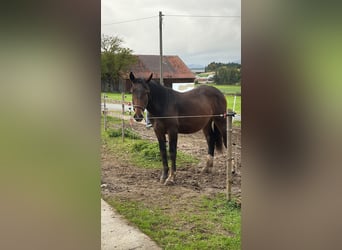 South German Coldblood, Stallion, 1 year, 15 hh, Brown