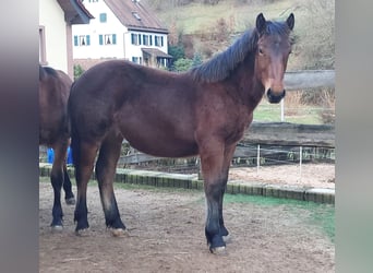 South German Coldblood, Stallion, 1 year, 16 hh, Brown