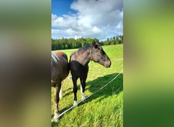 South German Coldblood, Stallion, 1 year, 16,1 hh, Black