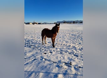 South German Coldblood, Stallion, 1 year, 16,1 hh, Brown
