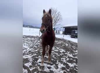 South German Coldblood, Stallion, 1 year, Chestnut-Red