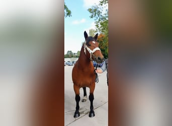 South German Coldblood, Stallion, 2 years, 16 hh, Brown