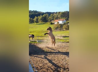 South German Coldblood, Stallion, 2 years, 16 hh, Brown