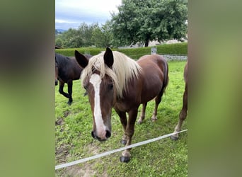 South German Coldblood, Stallion, 2 years, 16 hh, Chestnut