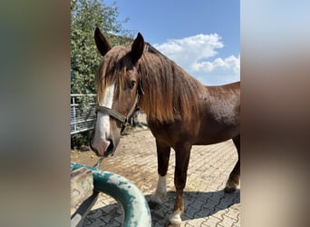 South German Coldblood, Stallion, 2 years, 16 hh, Chestnut