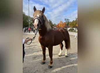 South German Coldblood, Stallion, 2 years, 16,1 hh, Sorrel