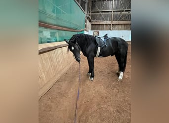 Süddeutsches Kaltblut, Hengst, 3 Jahre, 16 hh, Rappe