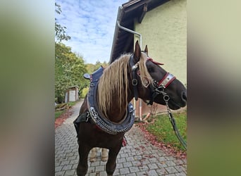 South German Coldblood, Stallion, 4 years, Chestnut