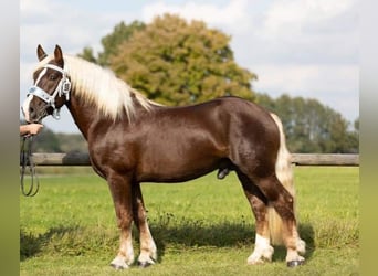 South German Coldblood, Stallion, 6 years, 16 hh, Chestnut