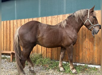 South German Coldblood, Stallion, 3 years, 16,2 hh, Chestnut