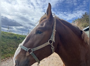South German Coldblood, Stallion, 3 years, 16,2 hh, Chestnut