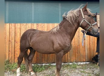 South German Coldblood, Stallion, 3 years, 16,2 hh, Chestnut