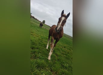 South German Coldblood, Stallion, 3 years, 16,2 hh, Chestnut