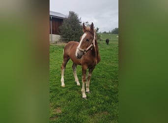 South German Coldblood, Stallion, 3 years, 16,2 hh, Chestnut