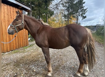 South German Coldblood, Stallion, 3 years, 16,2 hh, Chestnut