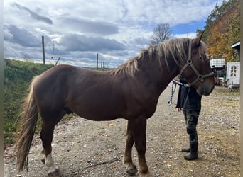 South German Coldblood, Stallion, 3 years, 16,2 hh, Chestnut