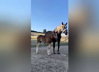 South German Coldblood, Stallion, 3 years, 16,2 hh, Chestnut