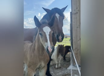 South German Coldblood, Stallion, Foal (05/2026), 16.2 hh, Brown