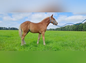 South German Coldblood, Stallion, Foal (04/2025), 16,1 hh, Chestnut