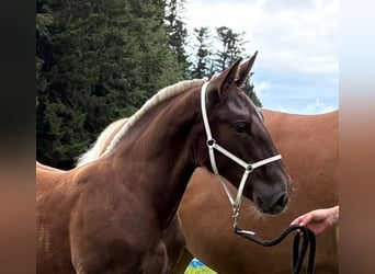 South German Coldblood, Stallion, Foal (03/2026), Chestnut