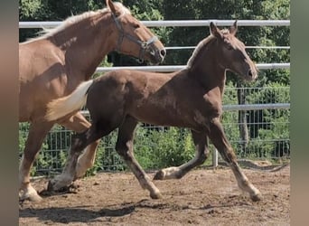 South German Coldblood, Stallion, Foal (03/2026), Chestnut