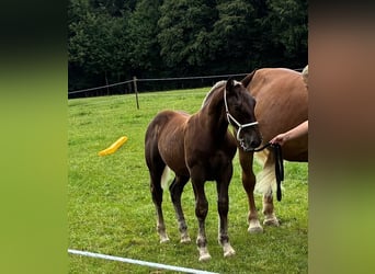 South German Coldblood, Stallion, Foal (03/2026), Chestnut