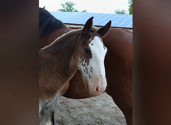 South German Coldblood, Stallion, Foal (04/2025), Chestnut