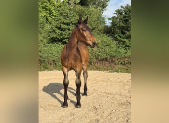 South German Coldblood, Stallion, Foal (05/2026), Smoky-Black