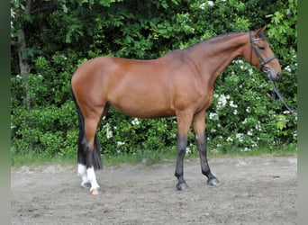 Słowacki koń gorącokrwisty, Klacz, 10 lat, 172 cm, Gniada