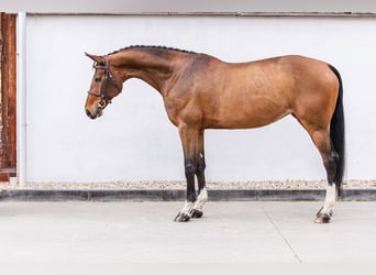 Słowacki koń gorącokrwisty, Klacz, 11 lat, 170 cm