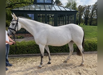Słowacki koń gorącokrwisty, Klacz, 14 lat, 154 cm, Siwa