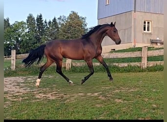 Słowacki koń gorącokrwisty, Klacz, 5 lat, 162 cm