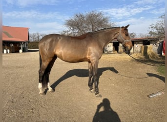 Słowacki koń gorącokrwisty, Klacz, 9 lat, 175 cm, Gniada