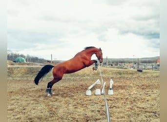 Słowacki koń gorącokrwisty, Klacz, 9 lat, 175 cm, Gniada
