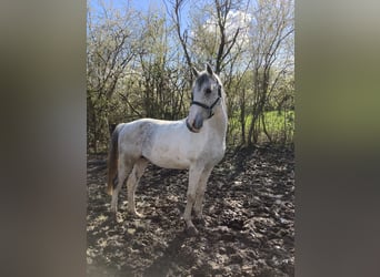 Słowacki koń gorącokrwisty, Wałach, 11 lat, 150 cm, Siwa