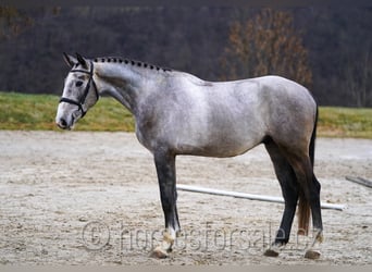 Słowacki koń gorącokrwisty, Wałach, 4 lat, 170 cm, Siwa
