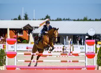 Słowacki koń gorącokrwisty, Wałach, 6 lat, 160 cm, Gniada