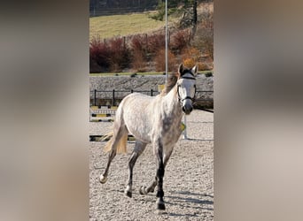 Słowacki koń gorącokrwisty, Wałach, 6 lat, 167 cm, Siwa