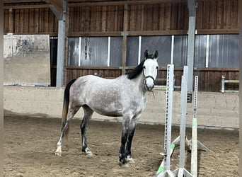 Słowacki koń gorącokrwisty, Wałach, 8 lat, 168 cm, Siwa