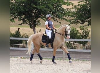 Spaans sportpaard, Hengst, 10 Jaar, 167 cm, Palomino