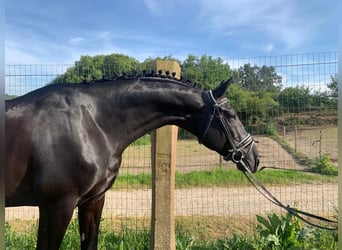 Spaans sportpaard, Hengst, 10 Jaar, 168 cm, Zwart