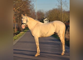 Spaans sportpaard, Hengst, 12 Jaar, 168 cm, Cremello