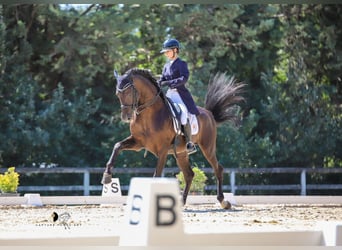 Spaans sportpaard, Hengst, 15 Jaar, 166 cm, Zwart